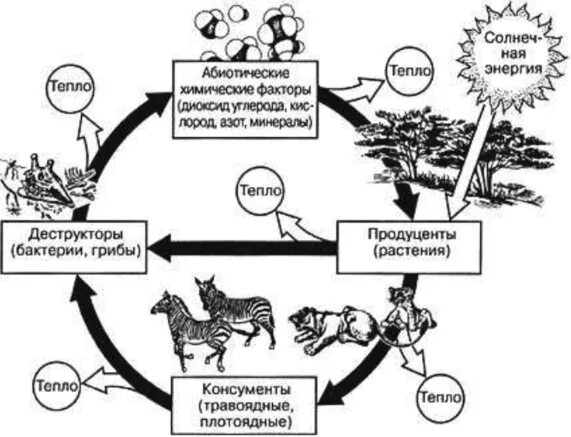 Схема круговорота энергии и вещества в экосистеме. Схема круговорота веществ и потока энергии в экосистеме. Схема круговорота энергии и вещества в биогеоценозе. Круговорот биогенных веществ и потоки энергии в экосистемах.