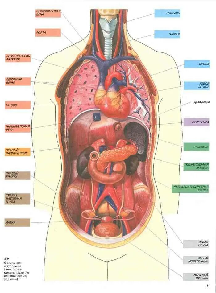 Внутренние органы. Органы человека. Внутренние органы человека. Атлас внутренних органов человека. Органы человека расположение с названиями