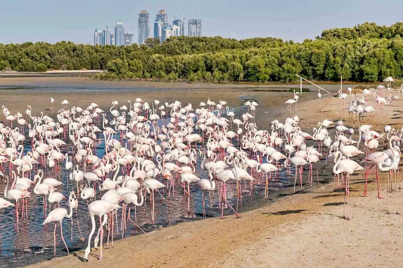 Парк фламинго в дубае. Ras al khor wildlife sanctuary. Аль хор дубай. Заповедник ras al khor. Аль хор дубай.