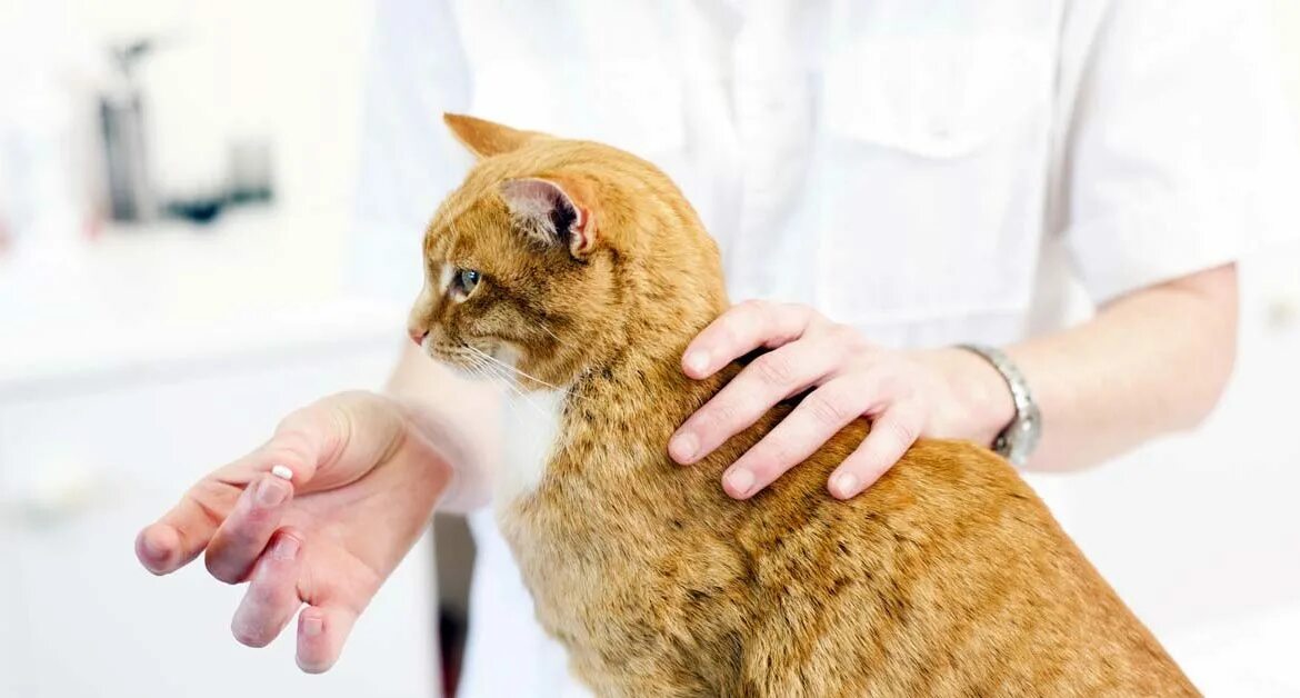 Как дать коту таблетку