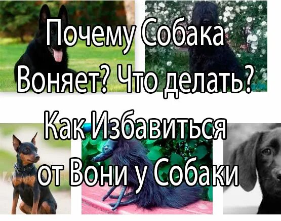 Запах псины. Запах собаки. Собака воняет что делать. Собака воняет что делать. Язык запахов у животных.