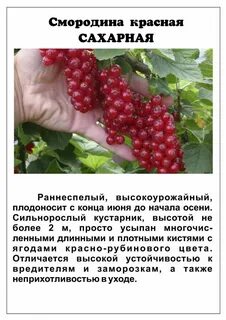 Смородина простой или сложный