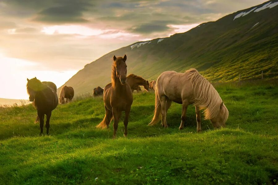 Horses are beautiful. Лошади. Природа с животными. Обои на рабочий стол лошади. Лошади в горах.