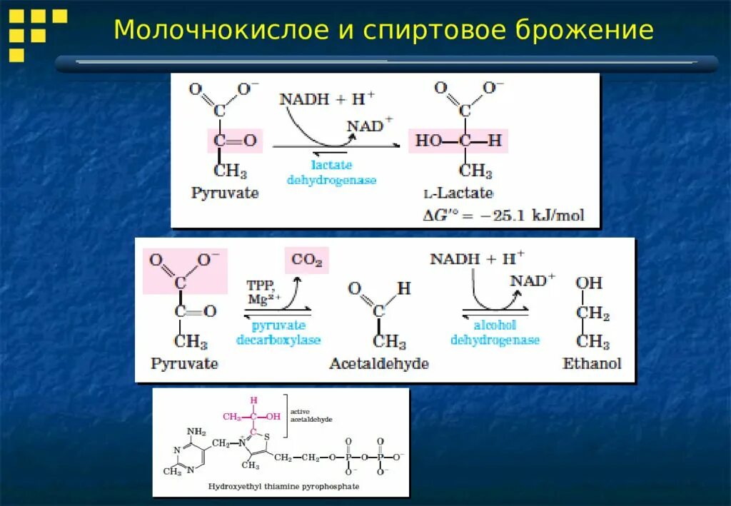 Молочнокислое брожение глюкозы реакция. Молочнокислое брожение и спиртовое брожение. Модлчно кислая и спиртовое брожение. Молочнокимлое и спиртоовое броддение. Молочнокислое брожение углеводов.