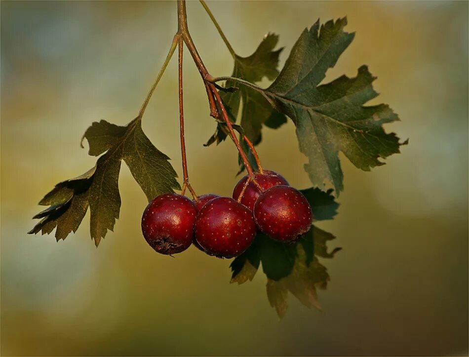 боярышник даурский. боярышник обыкновенный crataegus laevigata. боярышник однокосточковый. даурский боярышник вкус. лесные ягоды боярышник.
