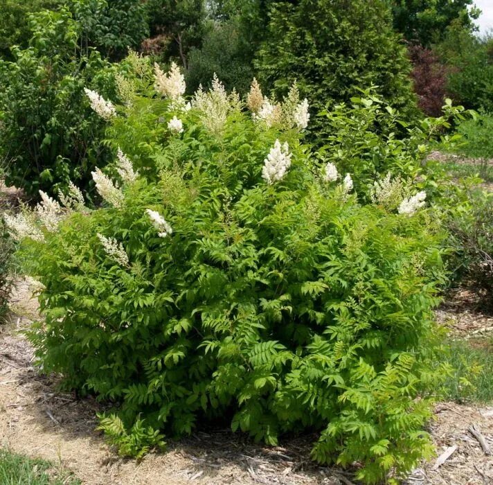 Рябинник рябинолистный (sorbaria sorbifolia). Рябинник рябинолистный сэм. Сэм кустарник рябинолистный. Рябинник рябинолистный (sorbaria sorbifolia). Рябинник рябинолистный сэм.
