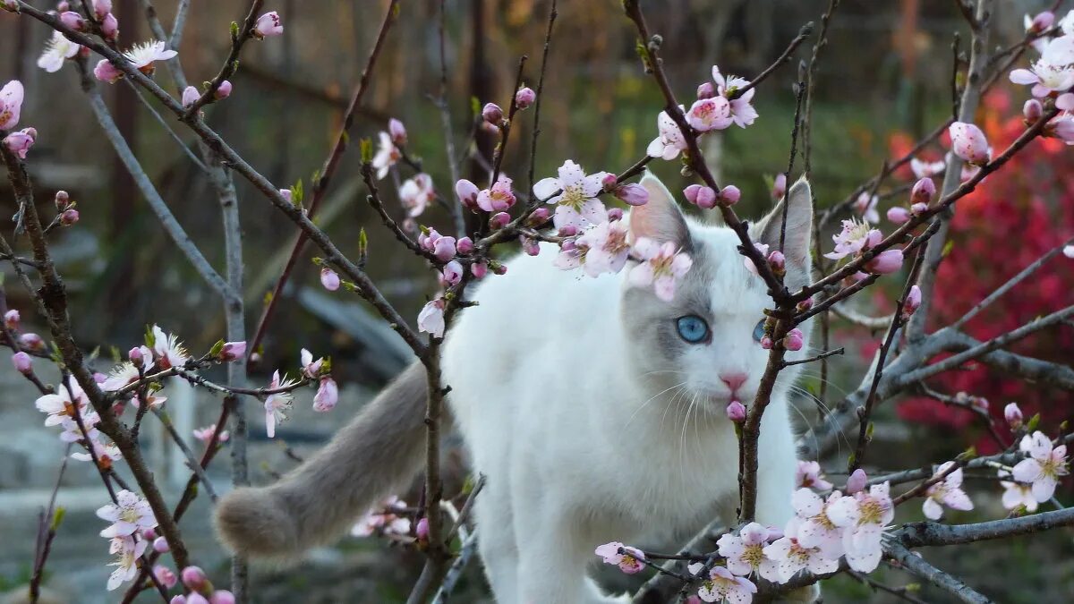 апрель веселое. апрель веселое. настроение весны. верба котики. весенний котик.