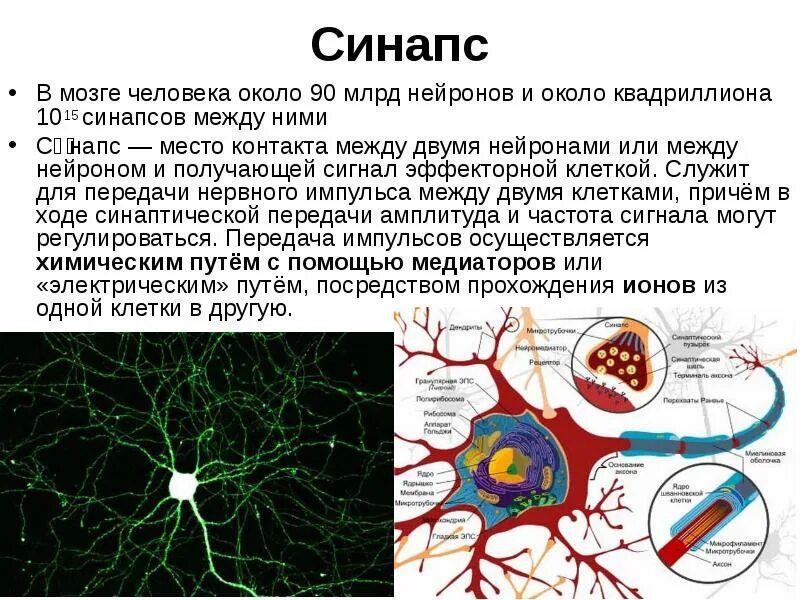 Межклеточное пространство животной клетки. Пространство между клетками заполнено. Межклеточные контакты схема. Кожно-мускульный мешок у плоских червей. Пространство между клетками заполняет.