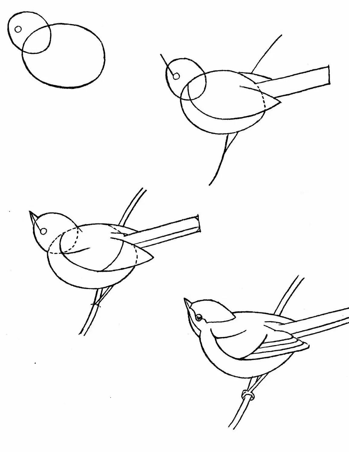 Рисунок птиц карандашом легкие. Рисунки птиц для срисовки. Рисунок птички легкий. Птица рисунок легкий. Поэтапное рисование птиц.