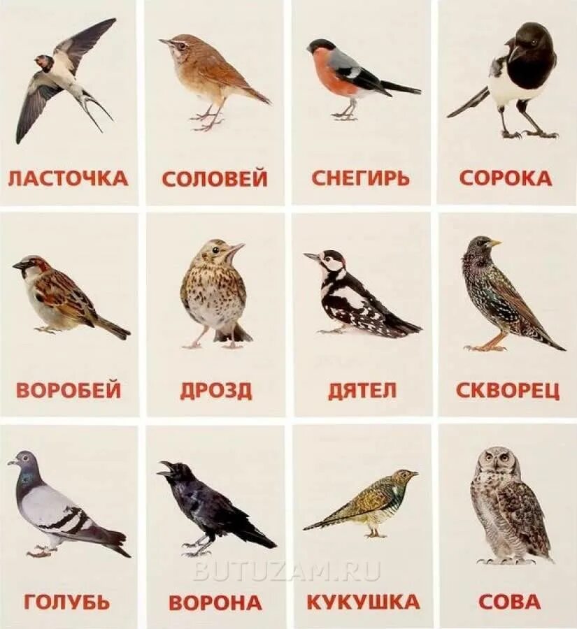 Звуки птиц с названиями. Карточки "птицы". Название птиц. Птицы карточки с названиями. Карточки Домана птицы.