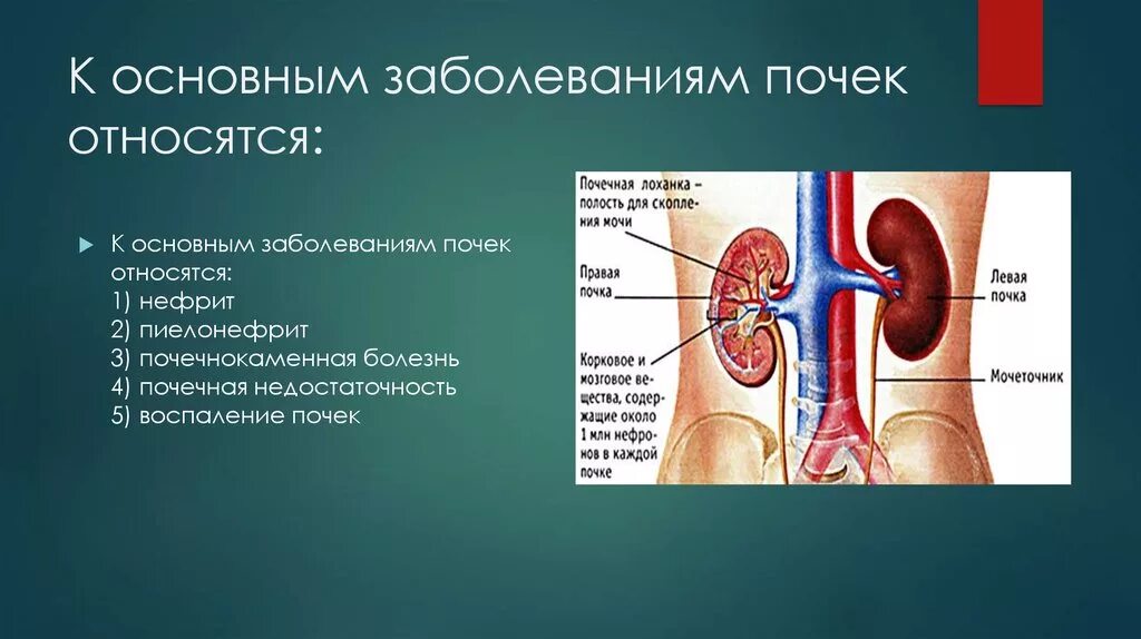 Тест мочевыделительная система и кожа 8 класс. Основные заболевания органов мочевыделительной системы. Основные патологии почек и мочевыделительной системы. Доклад на тему болезнь почек. Основные симптомы поражения мочевыделительной системы.