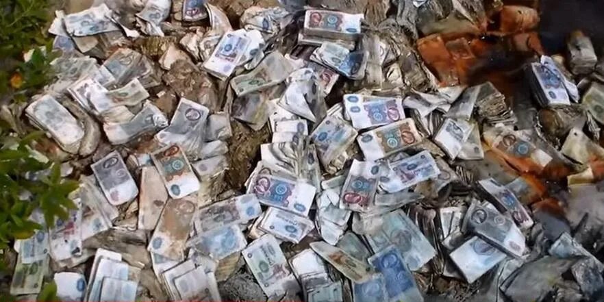 Денежный лес. Деньги в лесу видео. Советские деньги в лесу. Лес и деньги. Деньги в лесу видео.