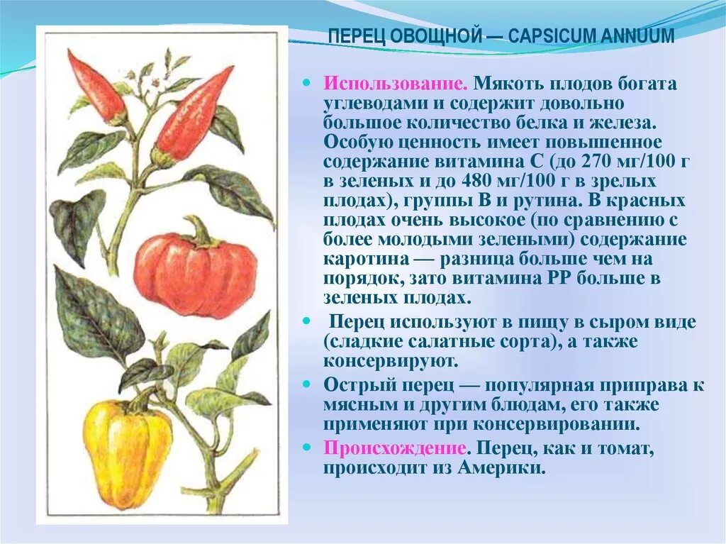 Семейство Пасленовые перец сладкий. Семейство двудольных семейство Пасленовые. Класс двудольные семейство Пасленовые. Томат семейство Пасленовые.