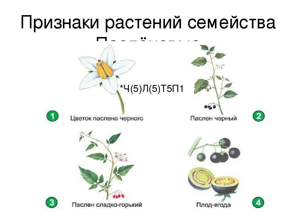 Растения семейства пасленовых ответ. Схема пасленовых растений. Семейства растений схема Паслёновые. Формула цветка пасленовых растений. Схема цветка семейства пасленовых.