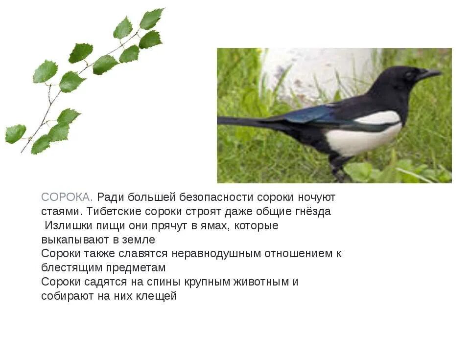 Когда сороки в 25 году