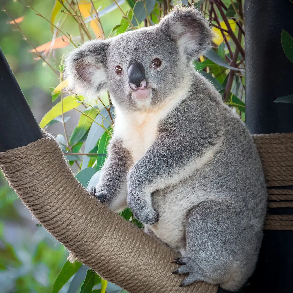 Коала цвет