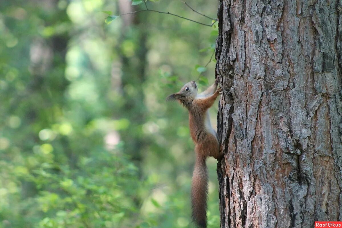 Дупло белки для детей. Живет в лесу белочка разберите предложение. Жила белка в лесу ни. Жила белка в лесу ни. Дупло белки зимой.