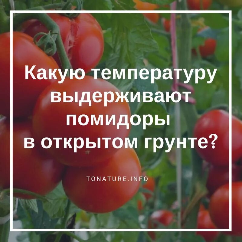 Температура томаты открытый грунт. Какую температуру выдерживают томаты. Минимальная температура для помидоров. Температура для томатов в открытом грунте.
