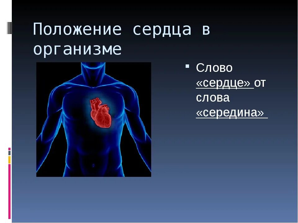 Вертикальная позиция сердца. Горизонтальное расположение сердца. Фото с указанным местомпаложением сердца человека. Самое сердце на положение.