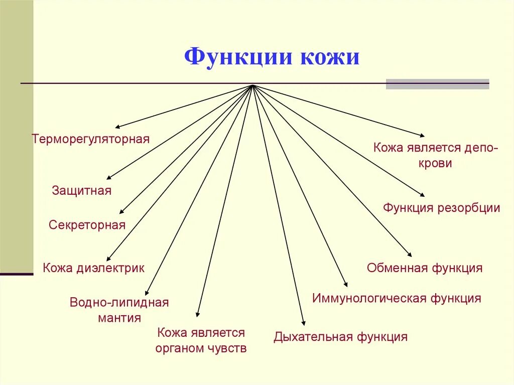 Кожа организма выполняет функции. Функции кожи 8 класс. 3. перечислите функции кожи.. функции кожи обменная анализаторная. каковы основные функции кожи.