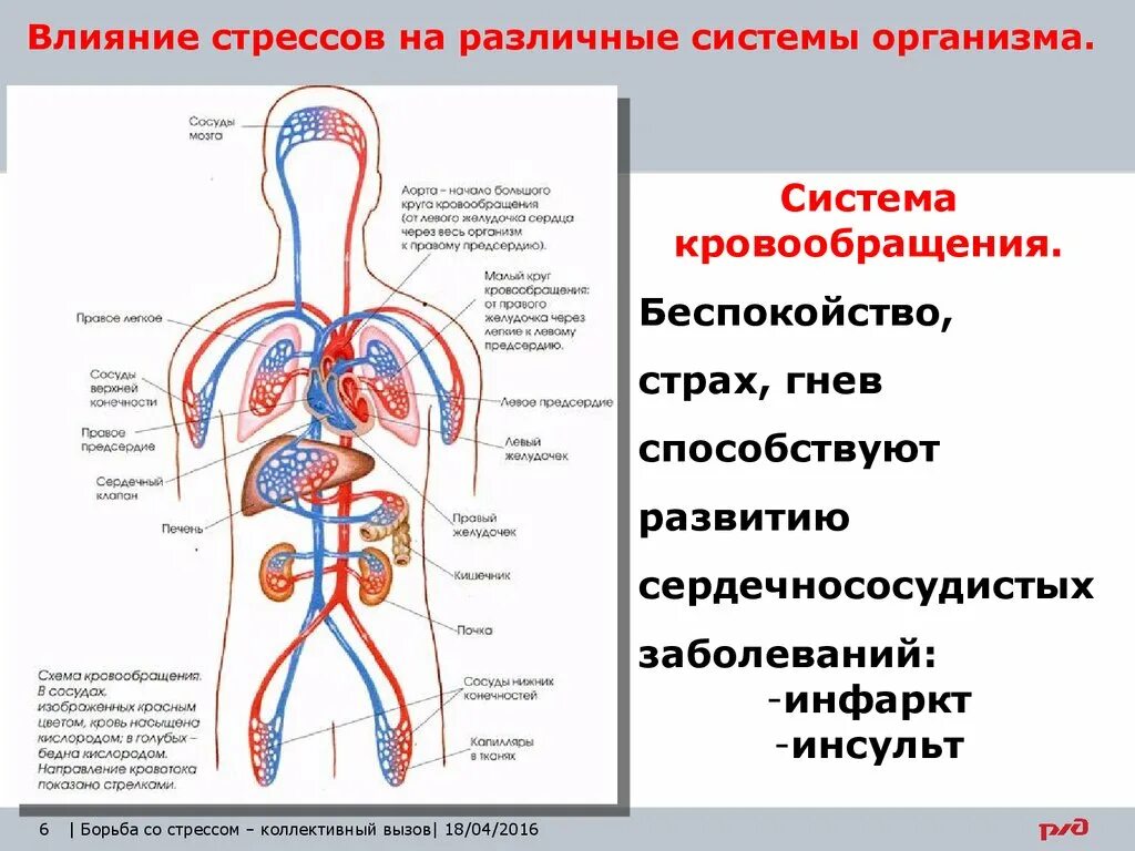 Стресс процессы в организме. Система кровообращения человека. Влияние стресса на сердечно-сосудистую систему. Влияние стресса на сердечнососудисту. Систему. Стресс сердечно сосудистая система.