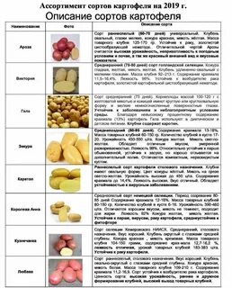 Разновидности картофеля