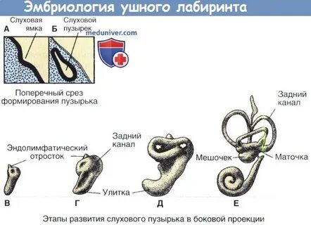Воздушный пузырь у зародышей
