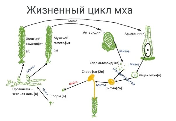 Этапы жизненного цикла мхов. Цикл развития мхов схема. Стадии жизненного цикла Кукушкина льна. Цикл развития сфагнума. Жизненный цикл мхов мхов.