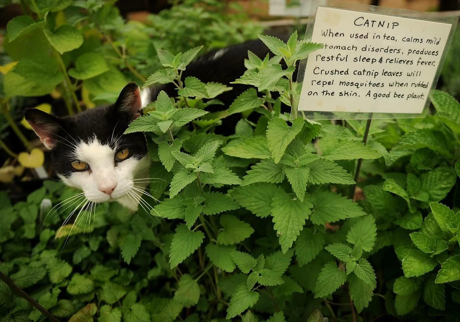 Трава котовник кошачий. Котовник кошачий (мята Кошачья). Catnip Кошачья мята. Кошачья мята как выглядит растение. Кошачья мята где купить