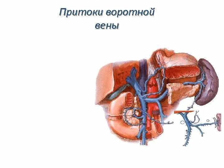 Вены брюшной полости анатомия. Притоки нижней полой вены.