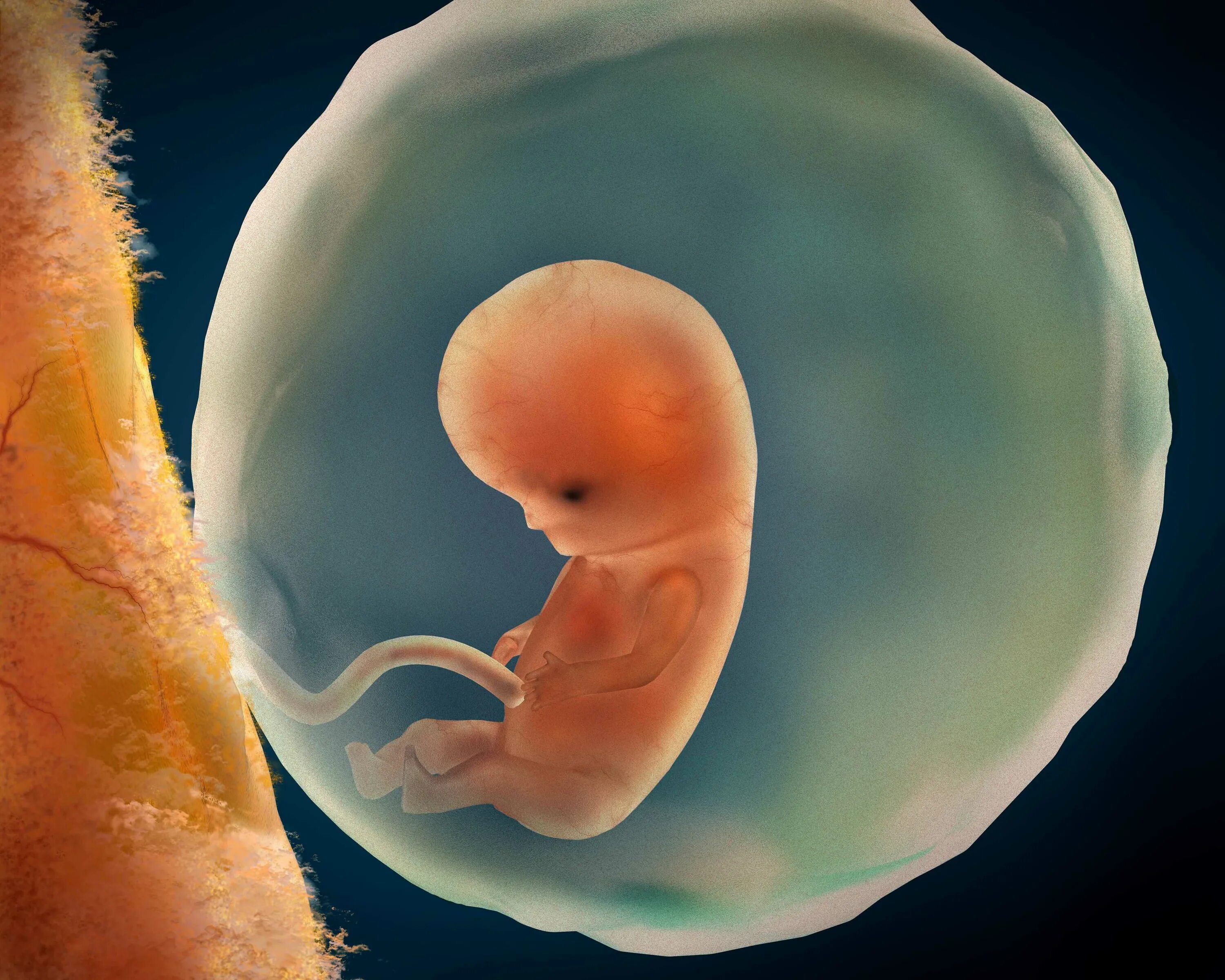 Эмбрион на 9 неделе беременности.