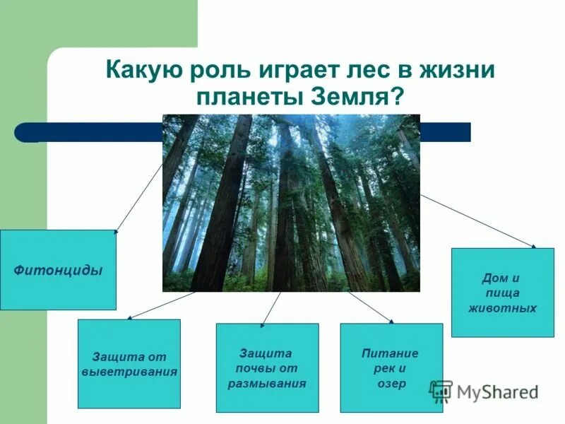 Главная роль в природе. Роль леса в жизни человека. Ролт Леа в жизи челоека. Роль леса в природе и жизни людей. Роль лесов в жизни человека.