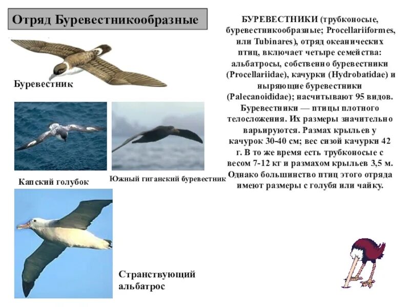 Буревестник (футбольный клуб, москва) 2012. Отряд буревестник. Отряд буревестник. Буревестникообразные птицы. Буревестник спортивное общество.