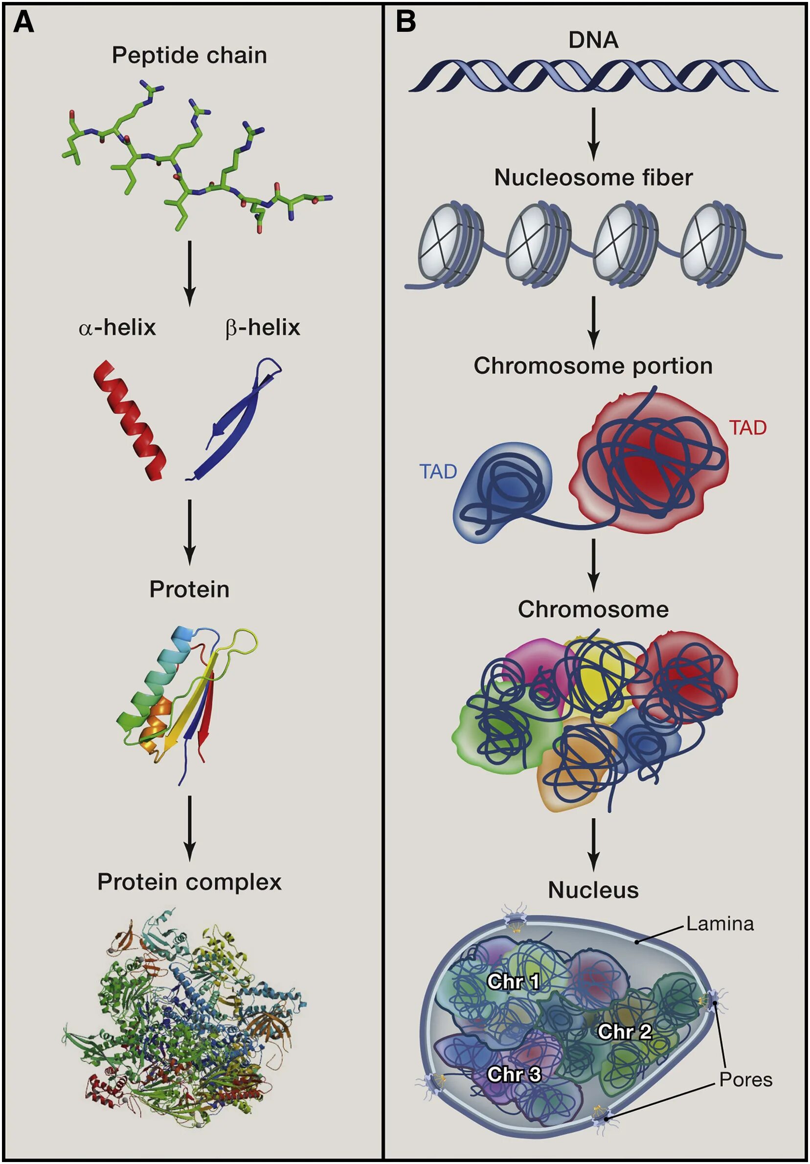 Цитология и генетика. Chromosome structure. Геном клетки. Nucleosomal structure of the chromosome.