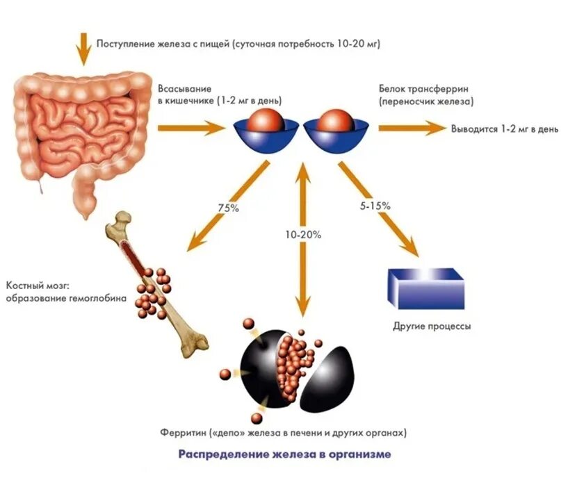 Лучшее железо для поднятия ферритина. Ферритин в организме. Ферритин и волосы взаимосвязь. Процессы в крови на ф. Синтез ферритина реакция.
