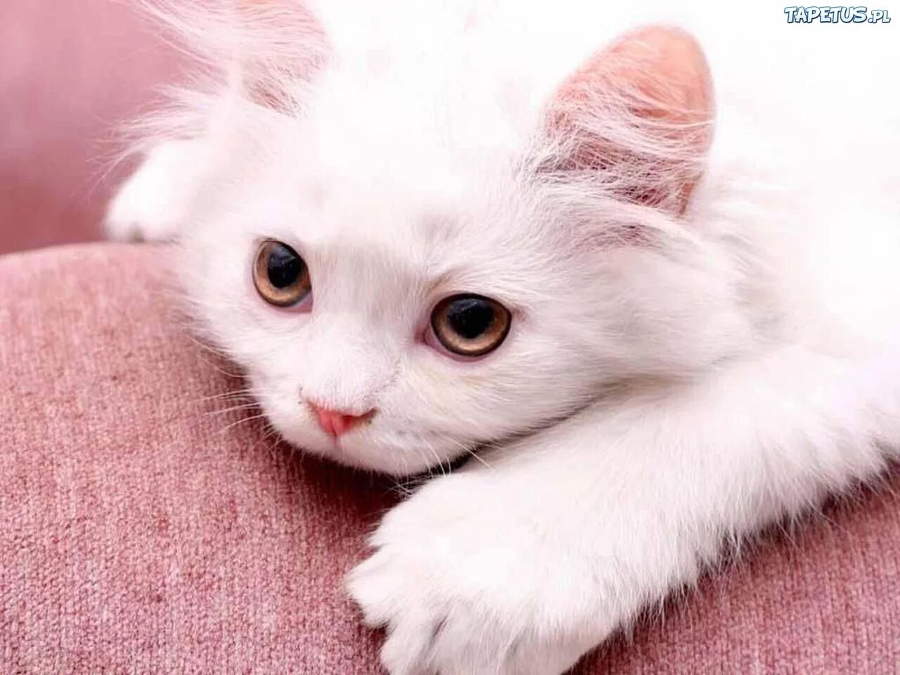 Как называется киса. Белый котенок. Милые котики. Красивая белая кошечка. Милые белые котята.