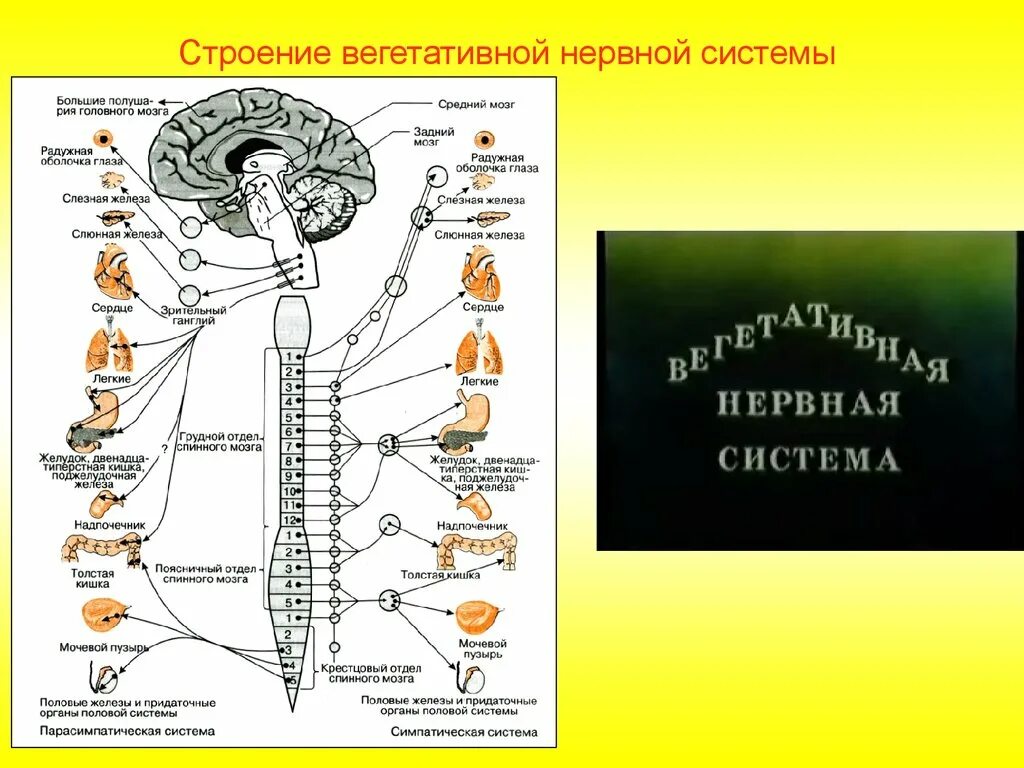 Вегетативная нервная система схема спинного мозга. Строение и функции спинного мозга вегетативная нервная система. Вегетативная НС анатомия. Центры вегетативной нервной системы спинного мозга.