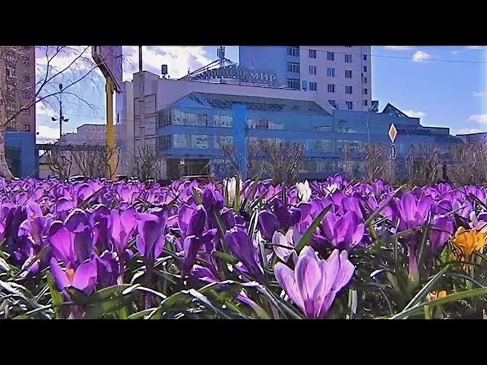 Последние новости крокус ютуб. ВДНХ зацвели крокусы. Цветущий Сургут. Сургут процветает. Тюльпаны в Сургуте на улице.