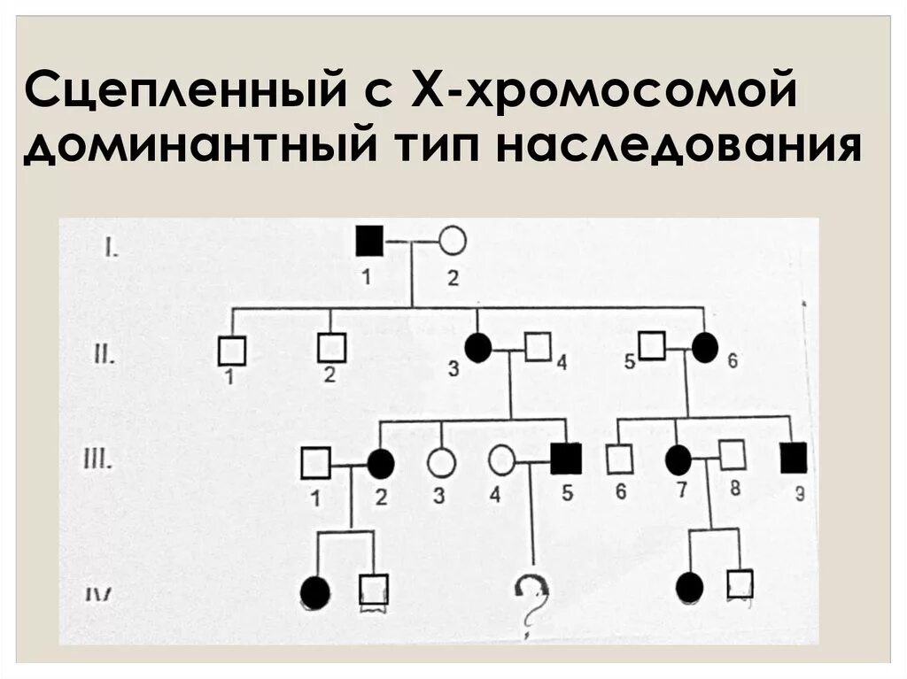 Генеалогическое Древо х-сцепленный доминантный Тип наследования. Сцепленный доминантный Тип наследования. Х сцепленный рецессивный Тип наследования. Х сцепленный доминантный Тип.