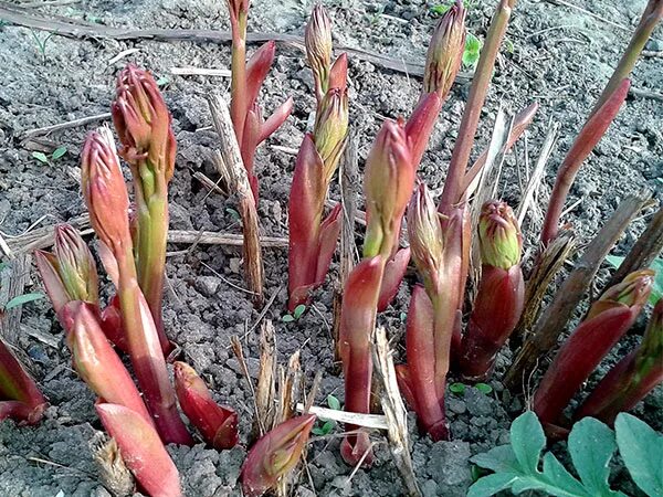 Пионы весной. Какой мороз выдерживают пионы весной. Пионы весной уход подкормка после зимы. Пионы весной. Пион травянистый побеги.