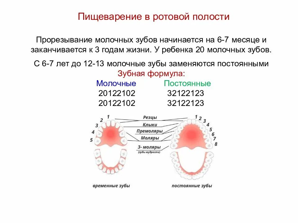 Прорезывание 8 зуба у детей. Прорезывание молочных зубов заканчивается. Прорезывание молочных зубов завершается:. Прорезывание зубов у детей презентация. Прорезывание зубов презентация.