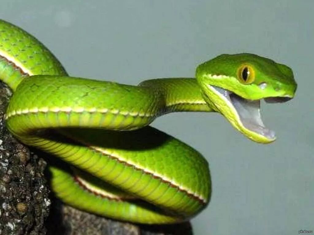 Белогубая куфия. Trimeresurus albolabris. Куфия змея. Змея длиннорылая плетевидка. Snakethug