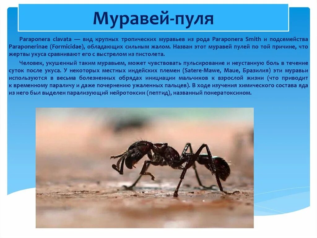 Муравьев заболела. Муравей Paraponera clavata. Paraponera clavata муравей-пуля. Доклад про муравья пулю.