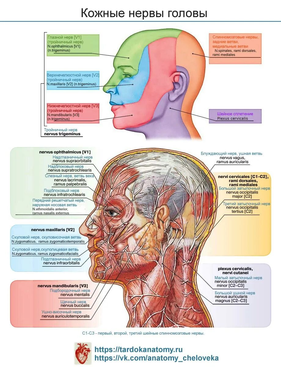 Кожные нервы головы. Нервыы головы. Расположение нервов на затылке. Нерв в голове.