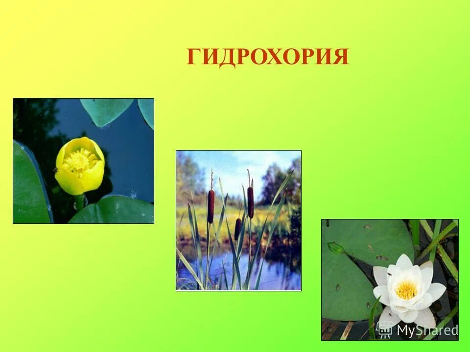 Прокариоты грибы грибы. Какие покрытосемянные растения используют как декор. Растения родного края. Растения обобщающий урок. Цветы обобщающие слова.