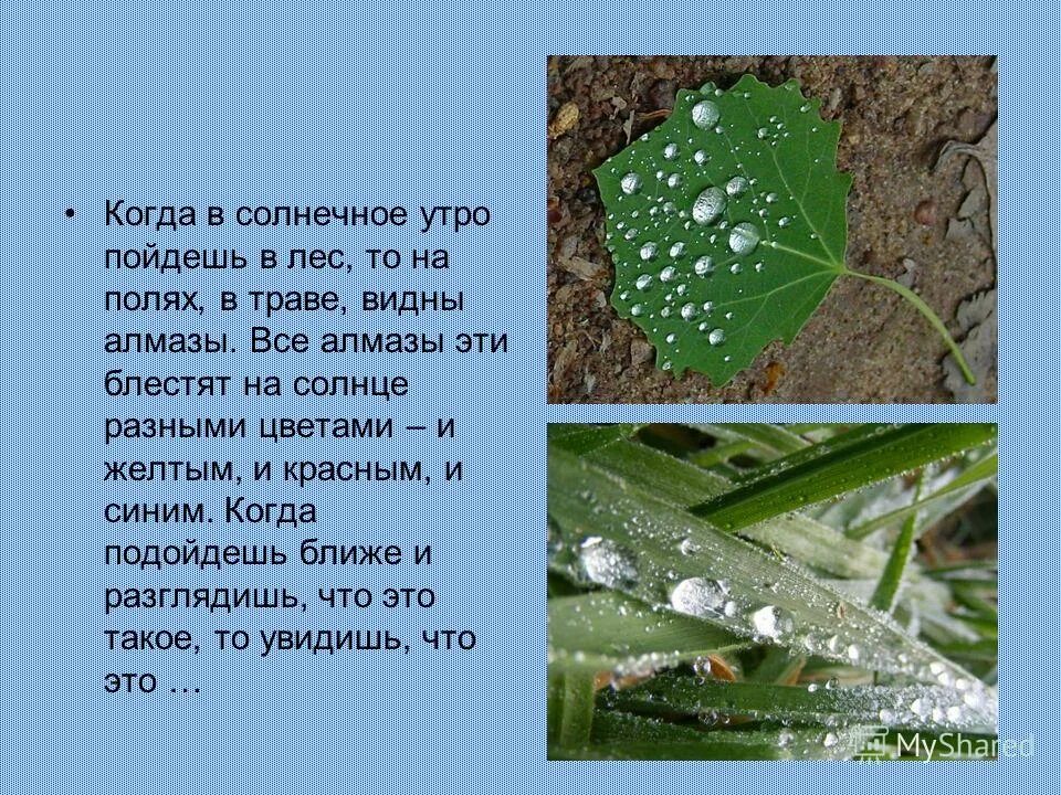 когда в солнечное утро пойдёшь в лес то в траве увидишь алмазы. когда в солнечное утро пойдешь. когда в солнечное утро пойдешь. какая бывает роса на траве. когда в солнечное утро летом пойдешь.