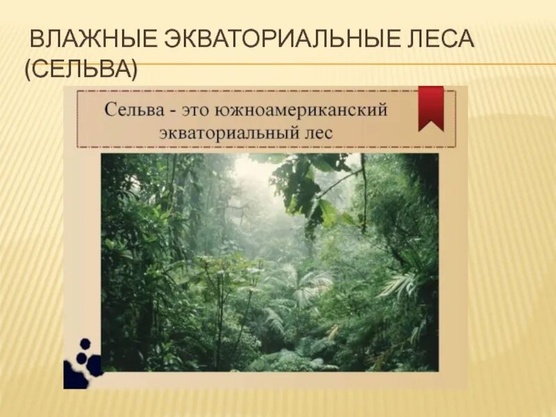 Представители влажных экваториальных лесов
