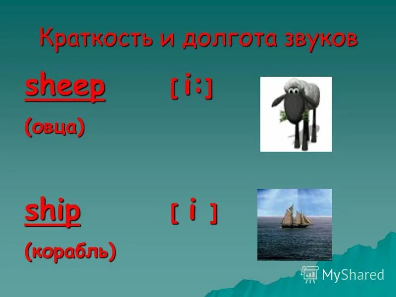 Краткость и долгота звуков. Долгота звука в английском языке. Овца по английскому с транскрипцией. Долгота звука в транскрипции. Как по английски будет овца