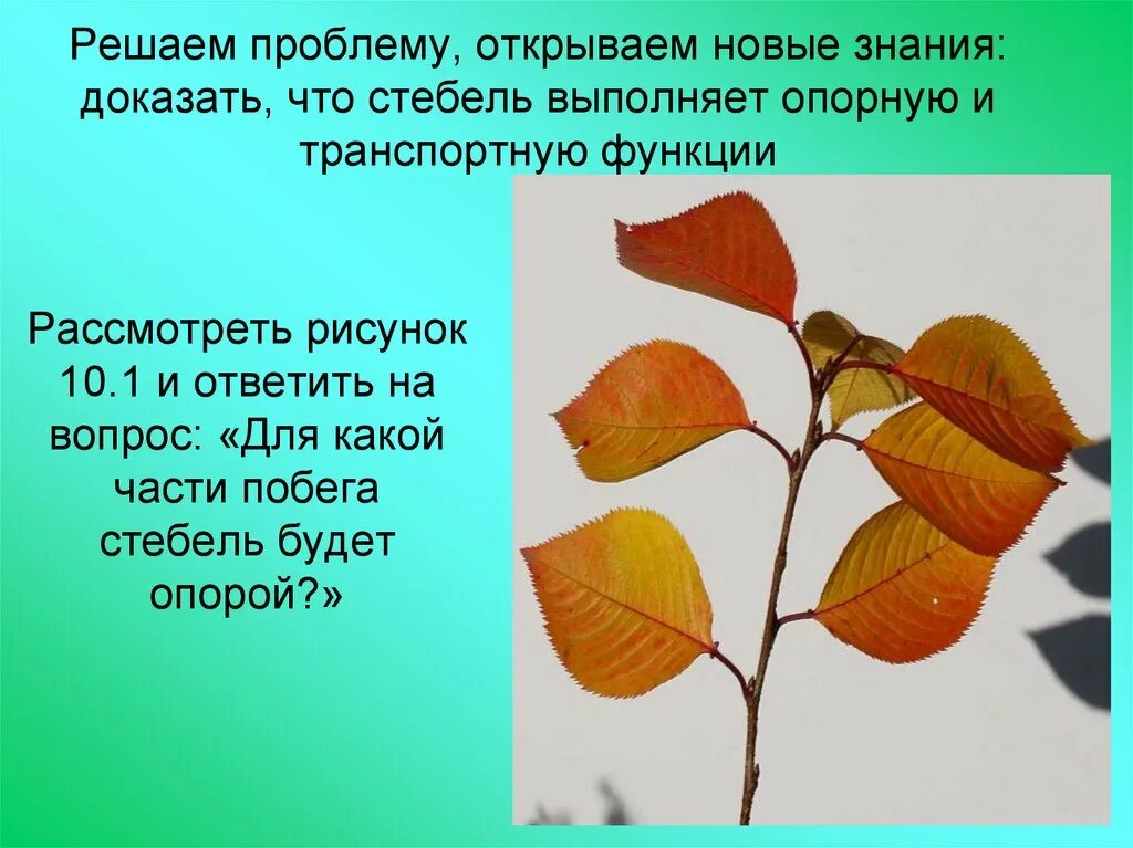 Причины листопада осенью. Листопад у разных деревьев сроки. Падающие листья. Когда опадают листья. Когда начинают опадать листья с деревьев?.