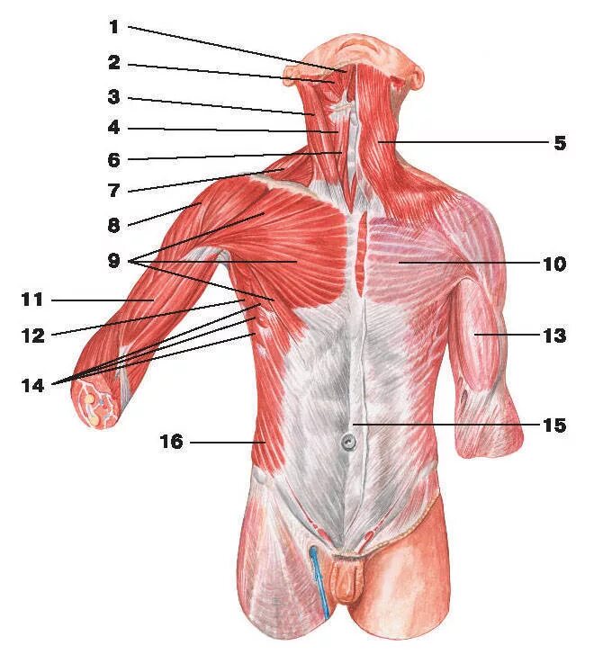 Части тела на груди. Поверхностные мышцы грудины анатомия. Поверхностные мышцы груди анатомия. Грудинная фасция анатомия. Мышцы и фасции груди.